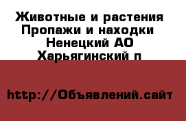 Животные и растения Пропажи и находки. Ненецкий АО,Харьягинский п.